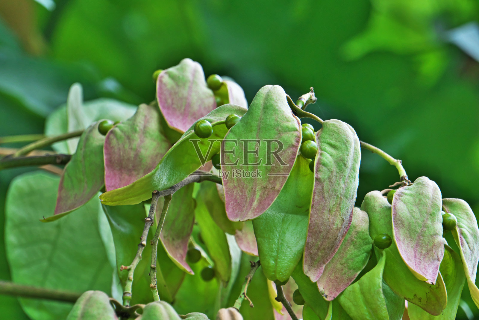 单叶蕨的果实照片摄影图片