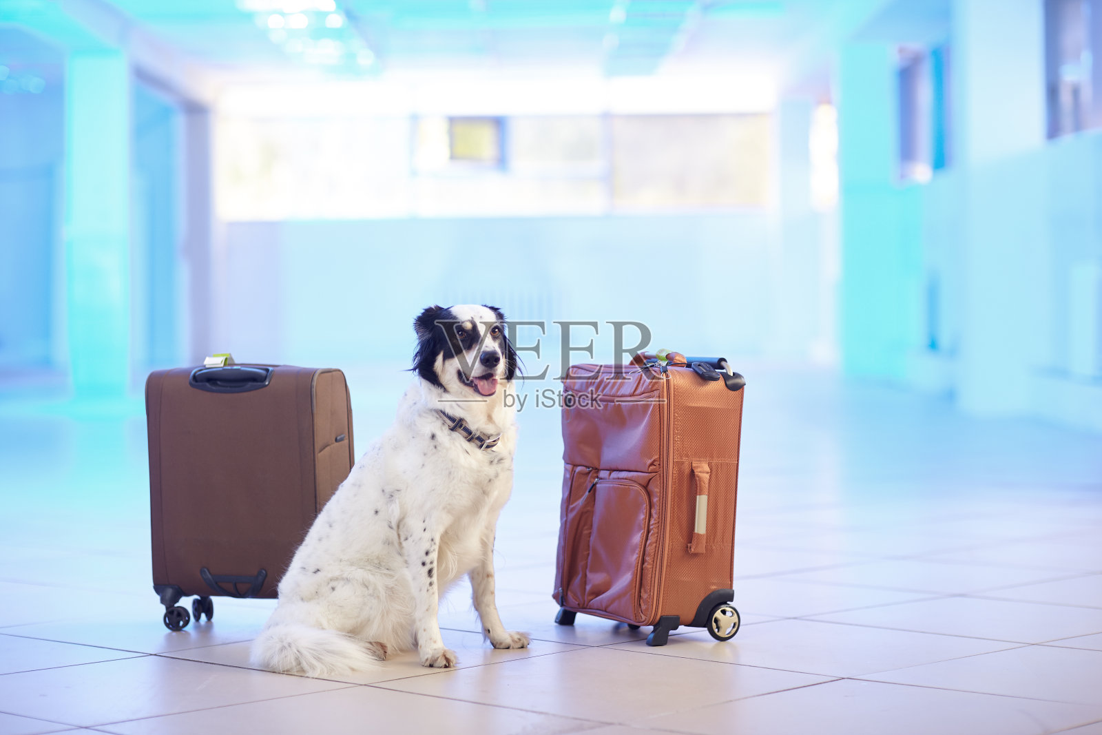 边境牧羊犬看守手提箱照片摄影图片