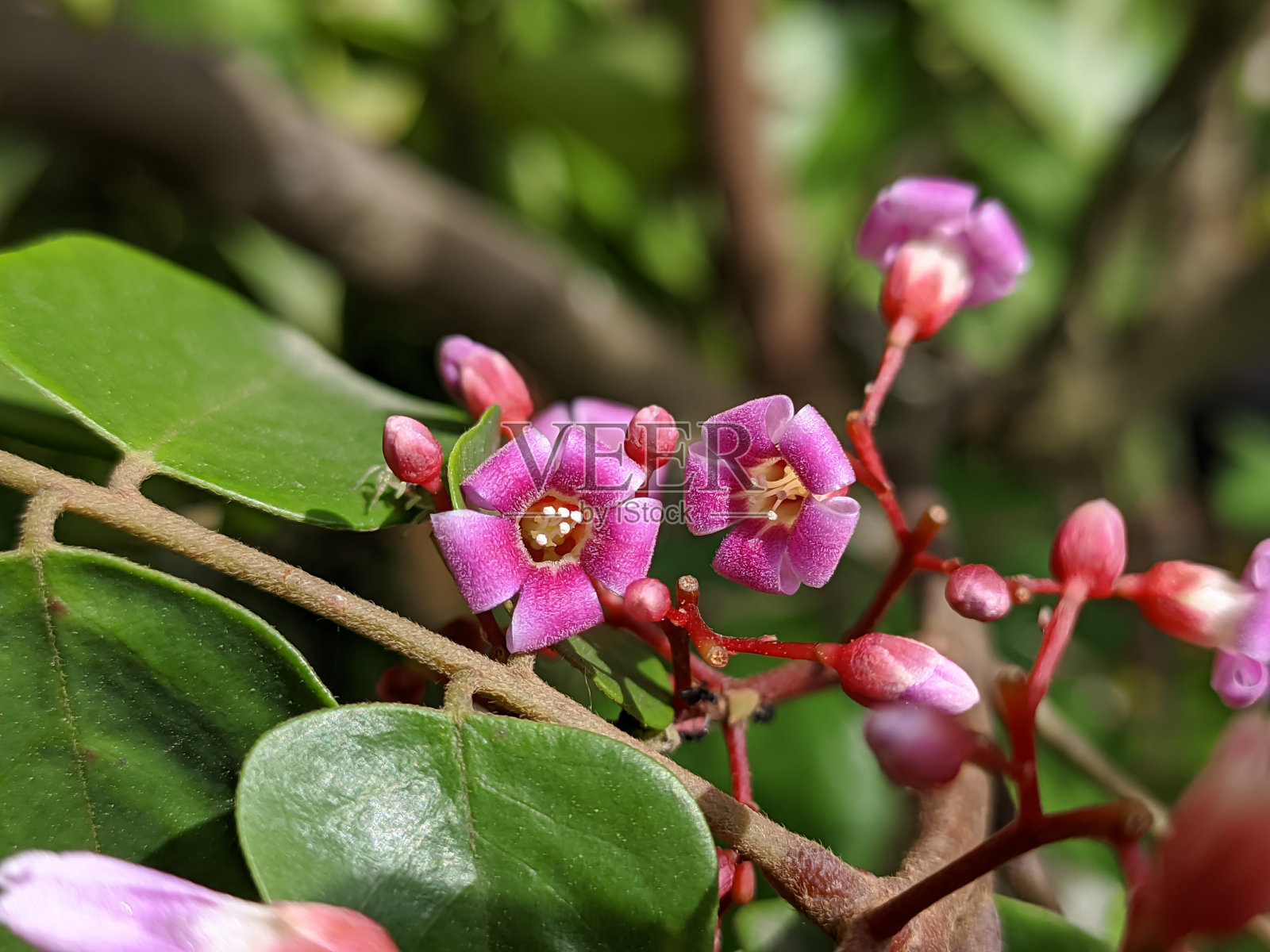 产于热带婆罗洲的杨桃花照片摄影图片