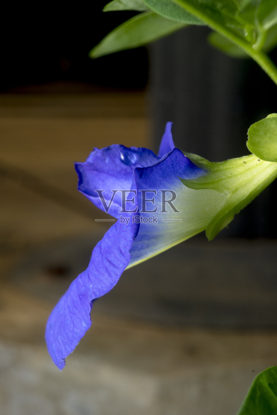 蝴蝶豌豆花瓣花盛开的侧面观察蓝色紫色特写照片摄影图片