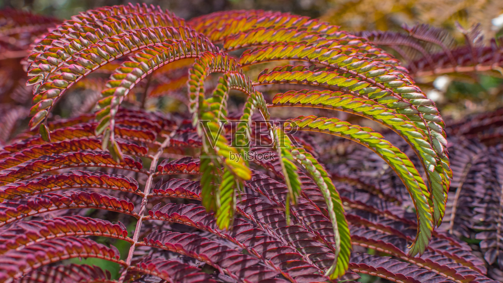 含羞草树叶的特写。(Albizia julibrissin)照片摄影图片