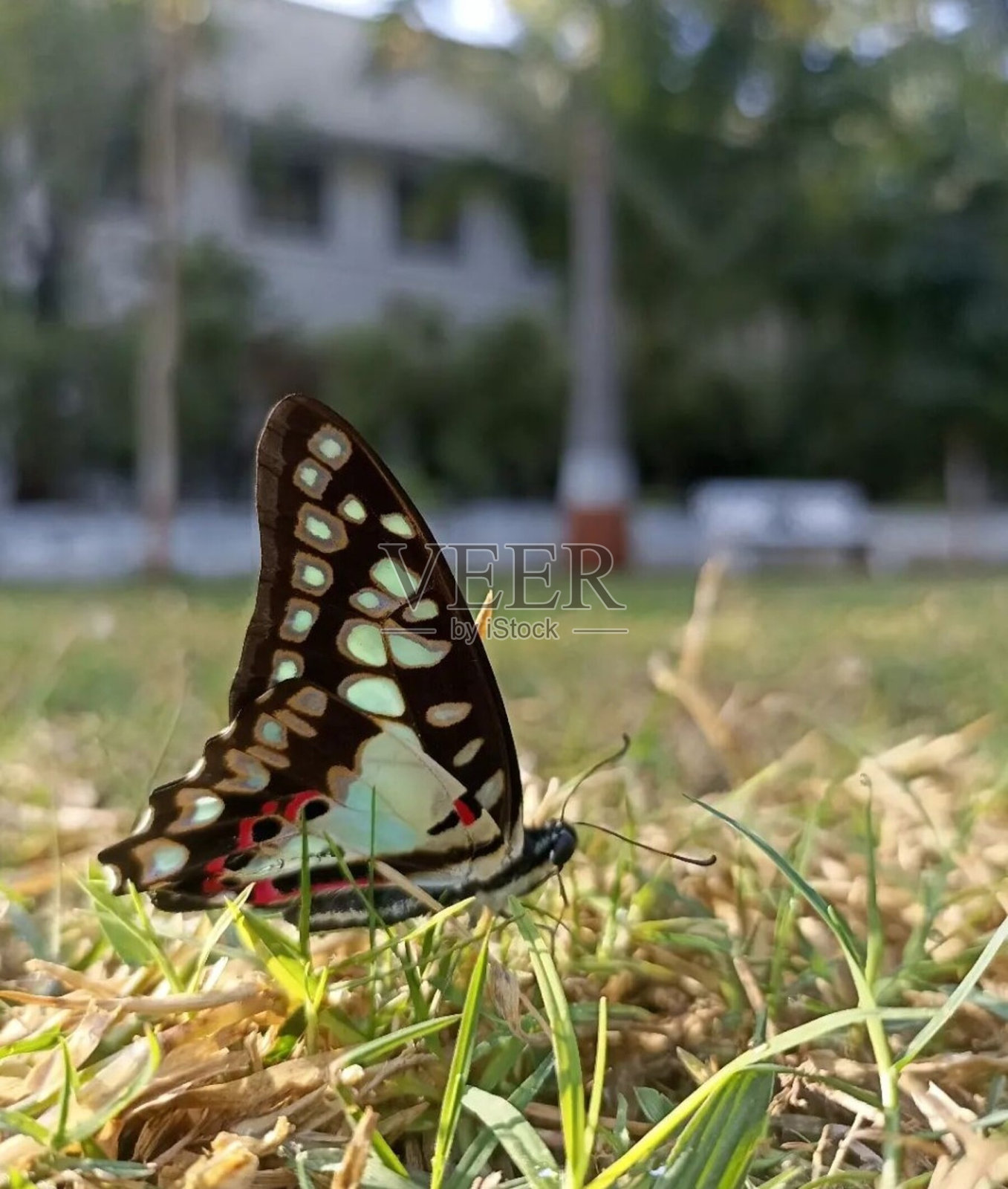 石灰的蝴蝶照片摄影图片
