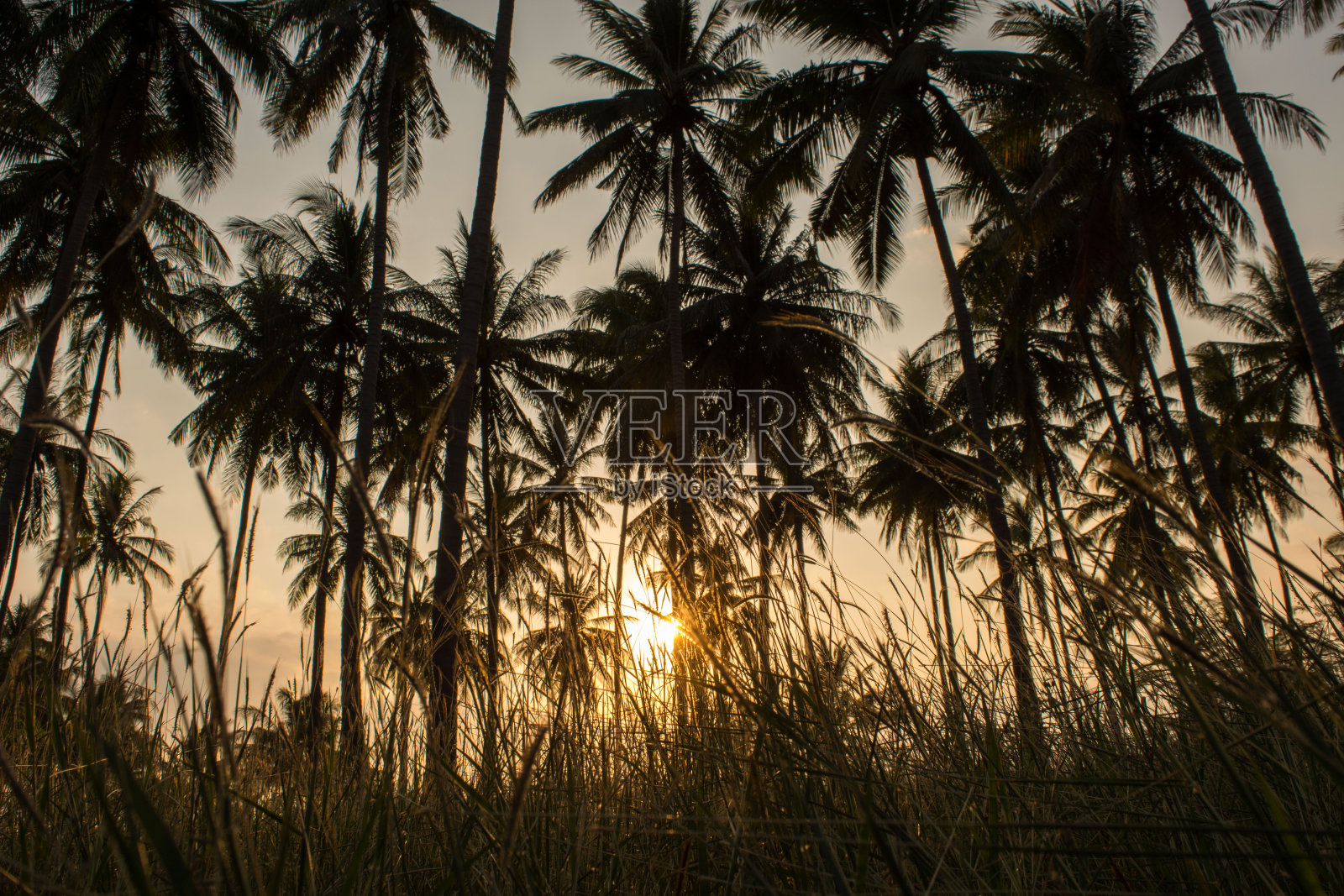 日出，椰子树的剪影和蚕茧草照片摄影图片