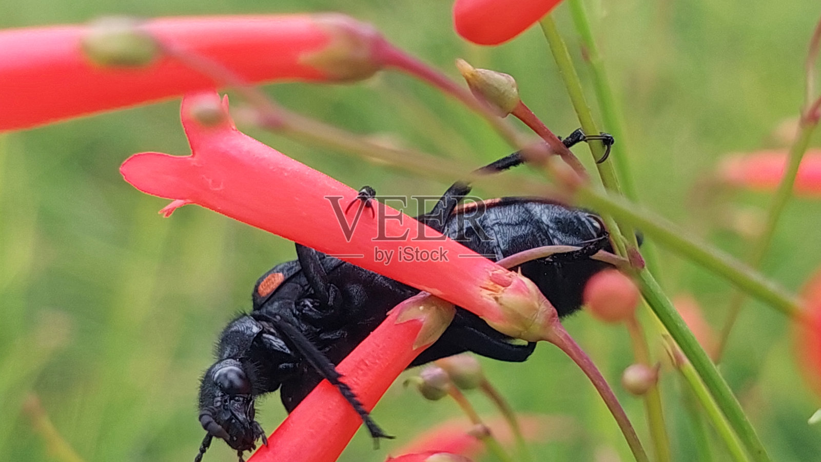 大甲虫昆虫在野花照片摄影图片