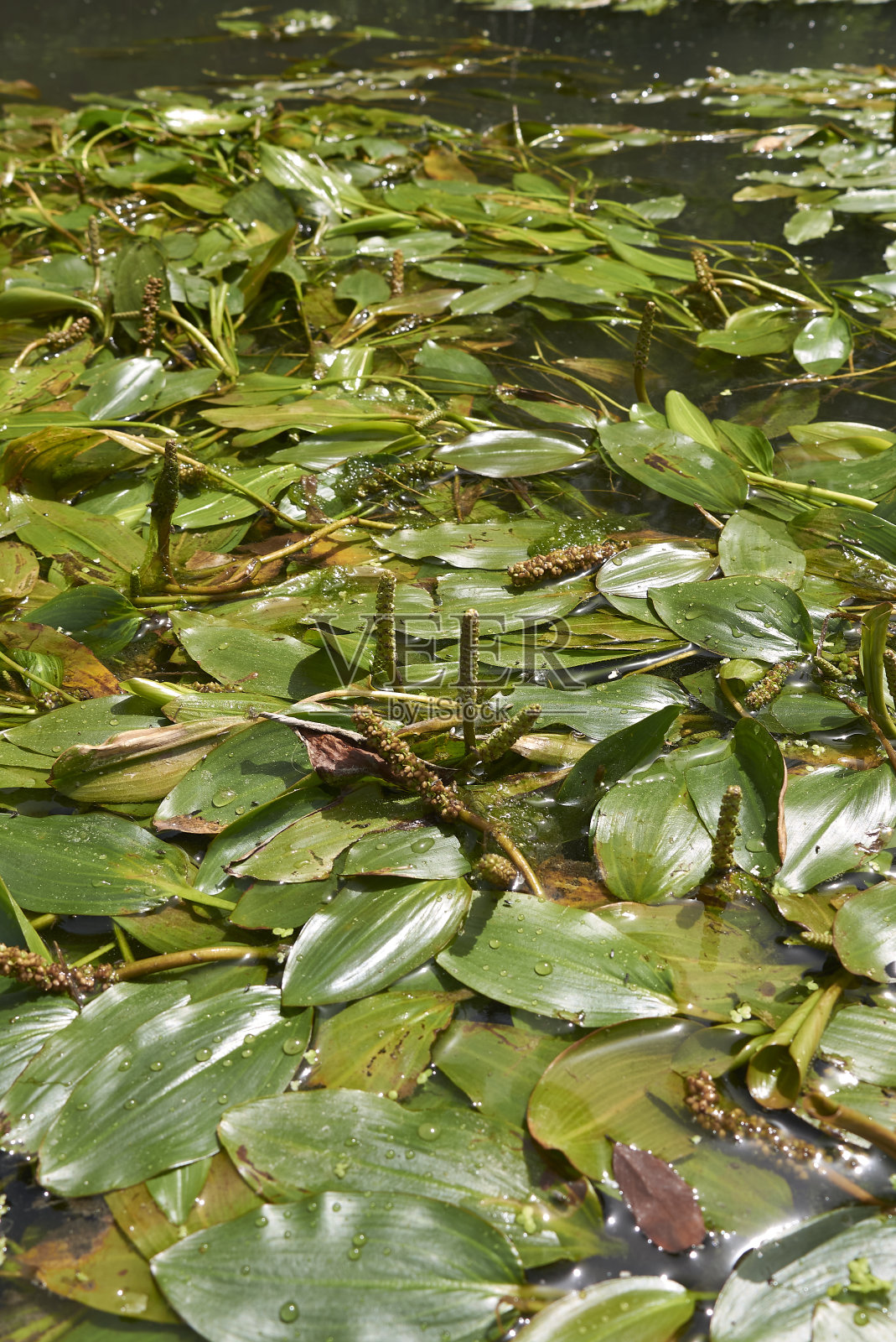 马铃薯正在开花照片摄影图片
