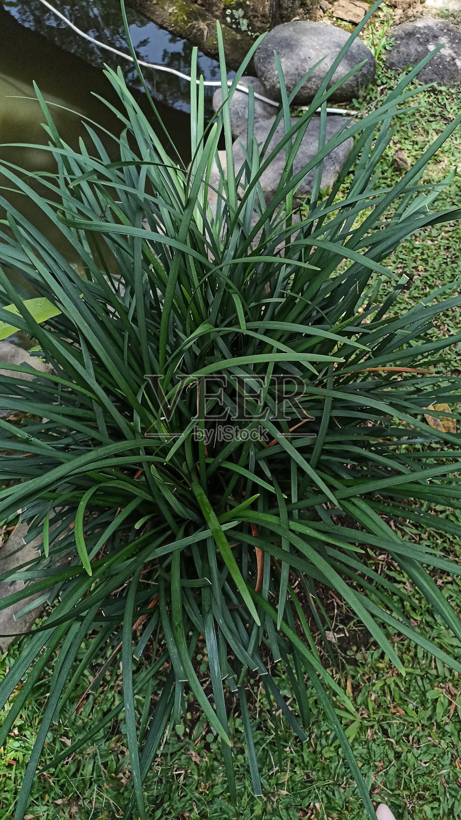 美丽的绿色植物概念背景。照片摄影图片