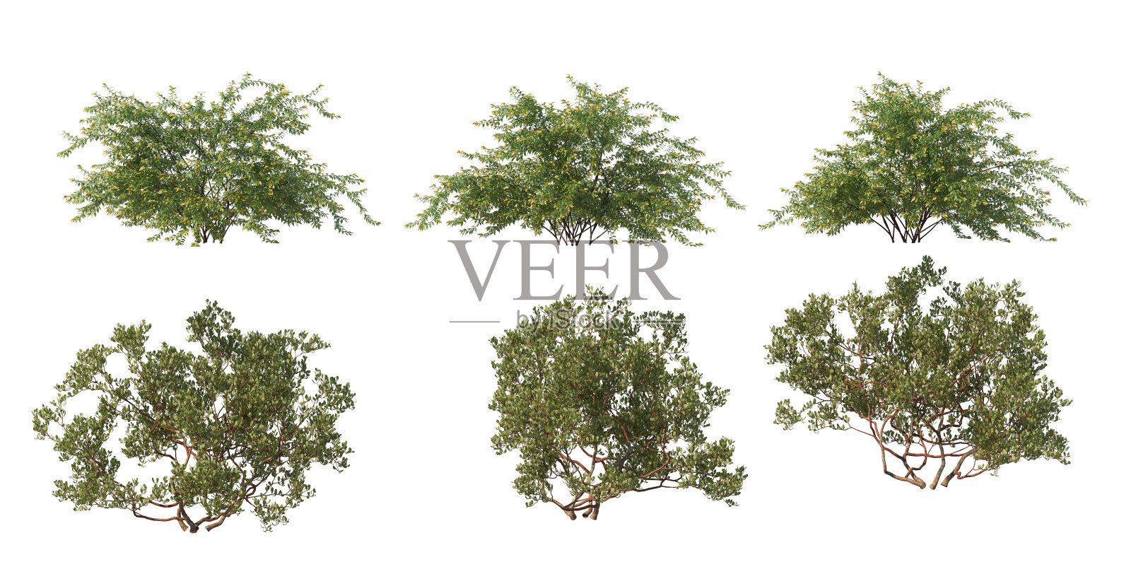 白色背景下的灌木和花朵照片摄影图片