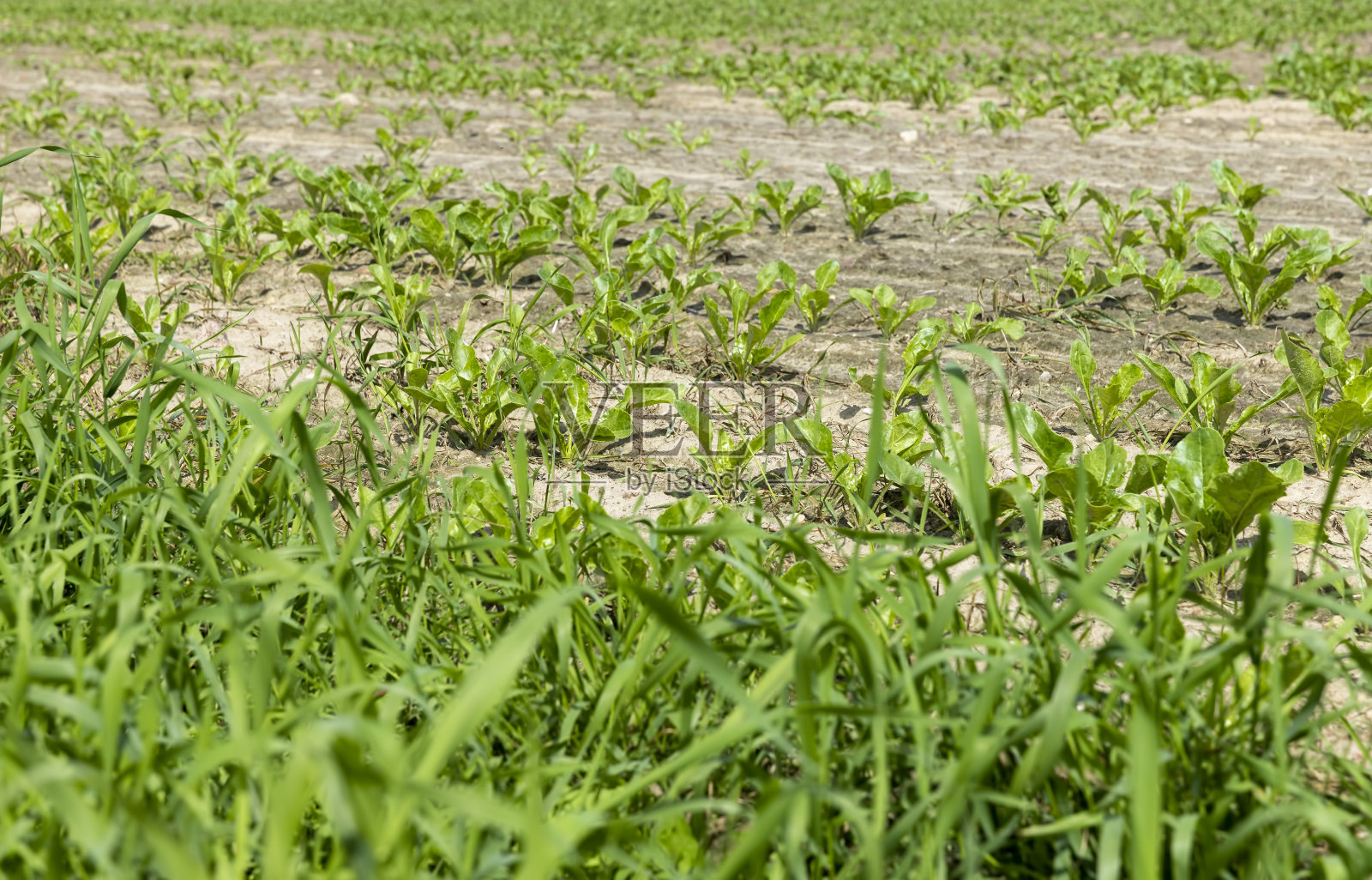 夏天在农田里种植甜菜照片摄影图片