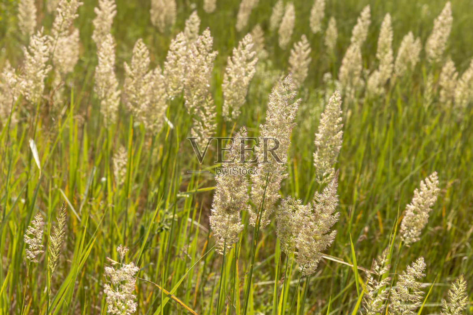 夏天的时候，田野里有绿草，田野里有照片摄影图片