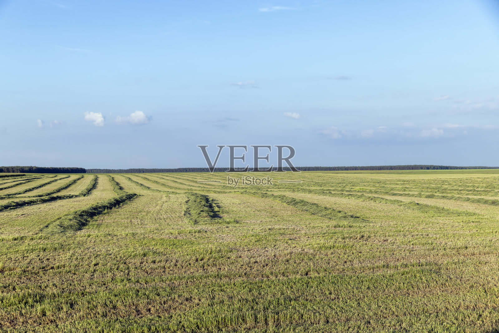 夏天的时候，田野里有绿草，田野里有照片摄影图片