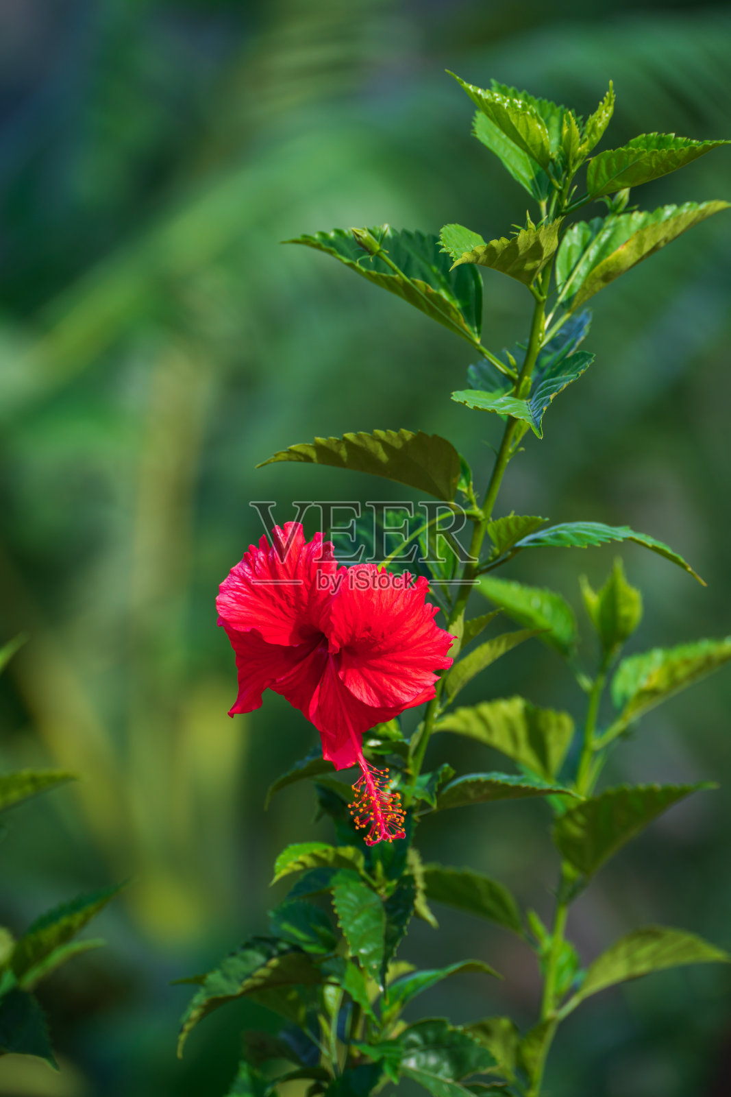 芙蓉花照片摄影图片
