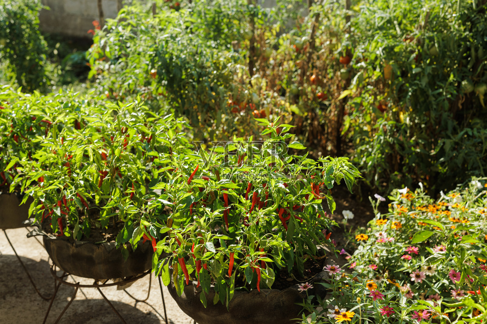 家庭花园种植了辣椒、西红柿和其他植物照片摄影图片