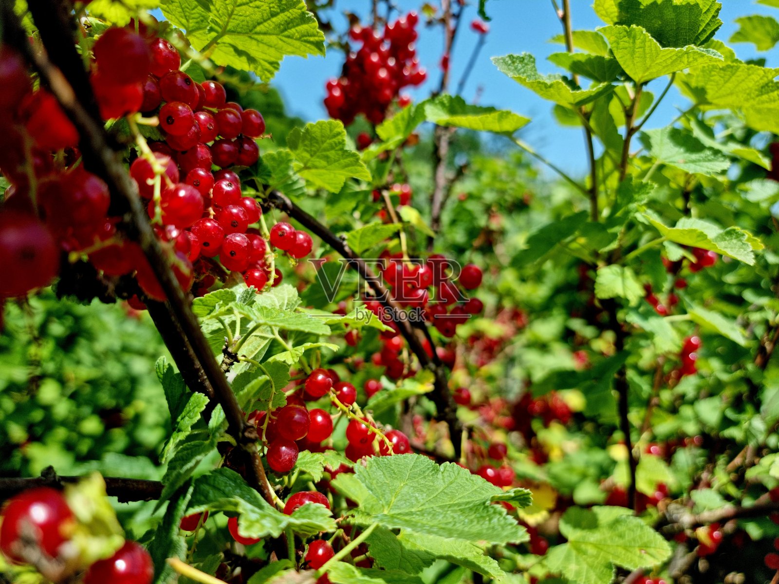 红醋栗（红醋栗）照片摄影图片