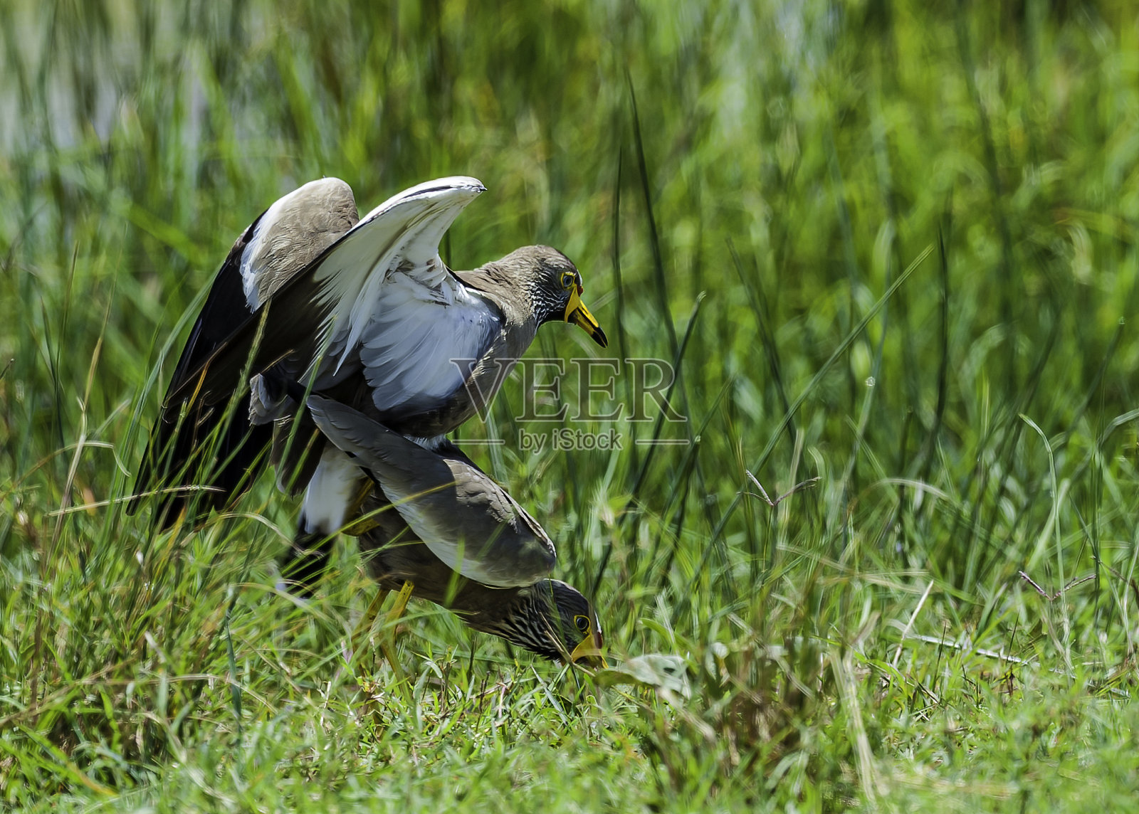 非洲垂枝田凫，垂枝lappwing或塞内加尔垂枝鸻(Vanellus senegallus)是一种大的田凫，是一组较大的涉禽科。肯尼亚马赛马拉国家保护区。照片摄影图片