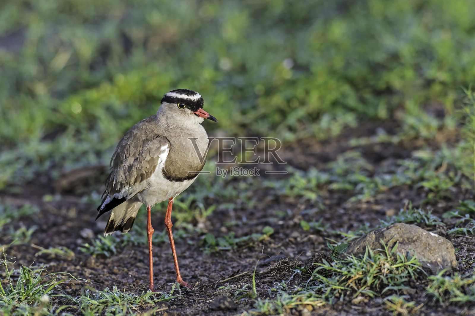 冠田凫(Vanellus coronatus)，或冠鸻，是一种田凫亚科的鸟，分布在索马里的红海海岸到非洲南部和西南部。照片摄影图片