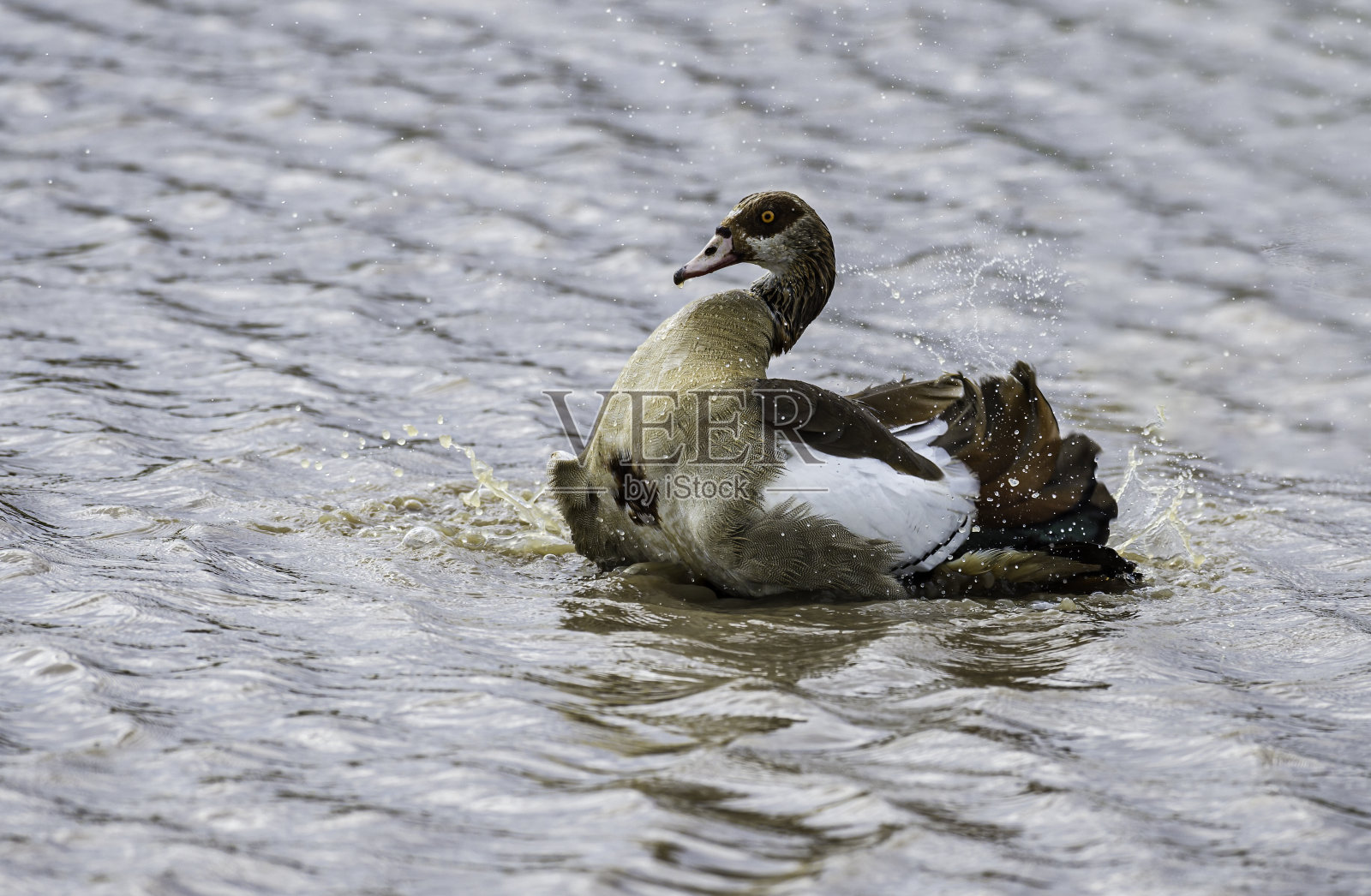埃及鹅(Alopochen aegyptiaca)是鸭科、鹅科和天鹅科的一员。它原产于撒哈拉以南的非洲和尼罗河谷。肯尼亚马赛马拉国家保护区。照片摄影图片