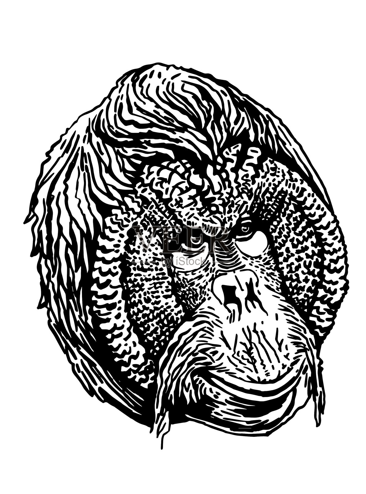 狒狒的图形肖像孤立在白色设计元素图片