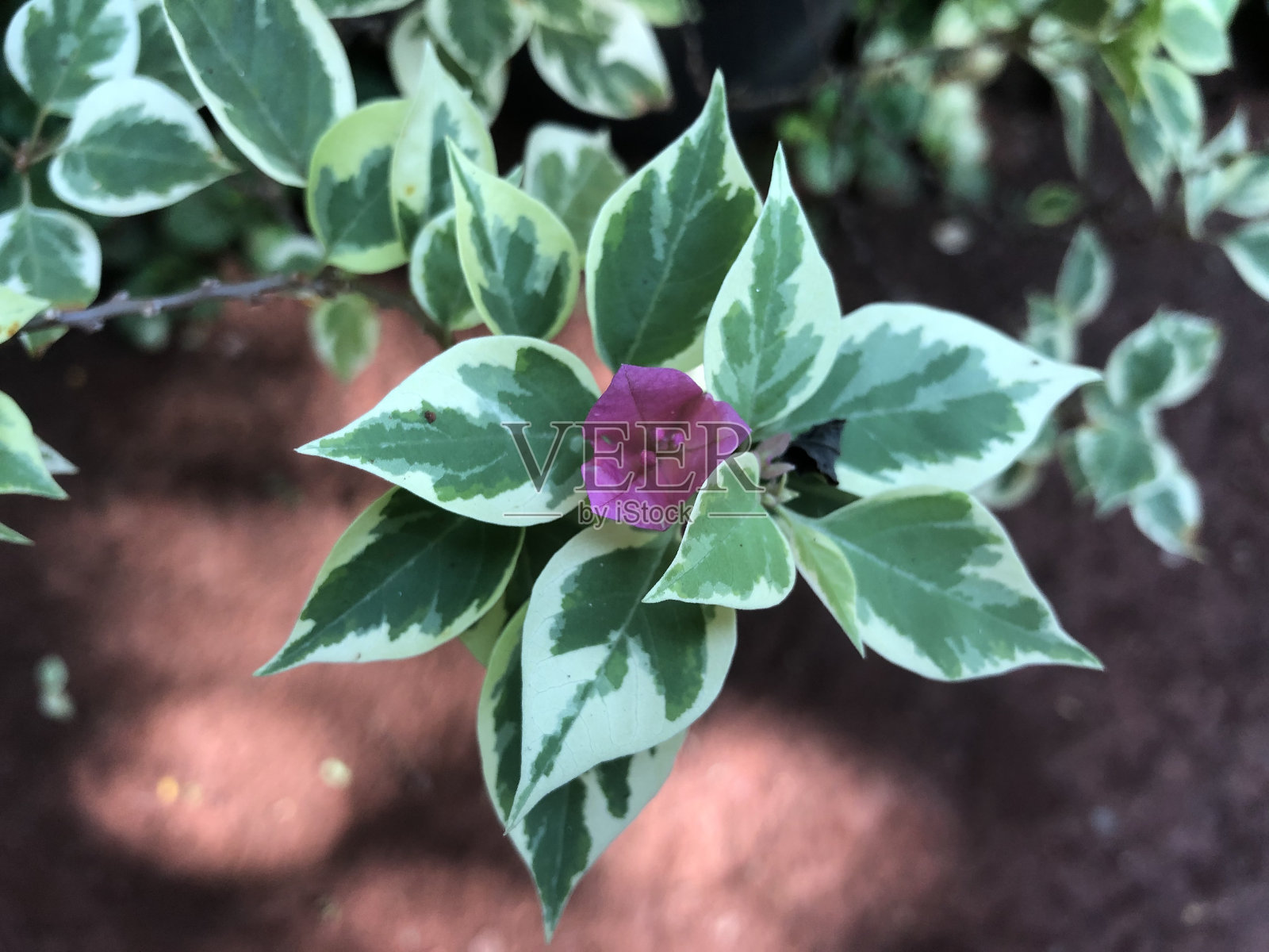 美丽的九重葛花照片照片摄影图片