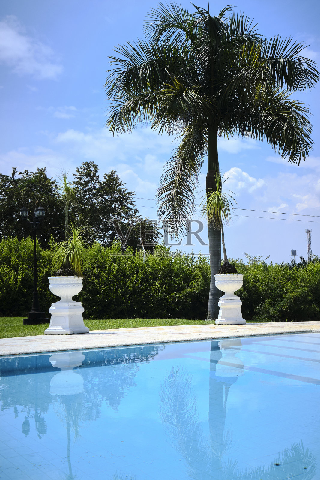 夏天，棕榈树映衬着热带天空。照片摄影图片