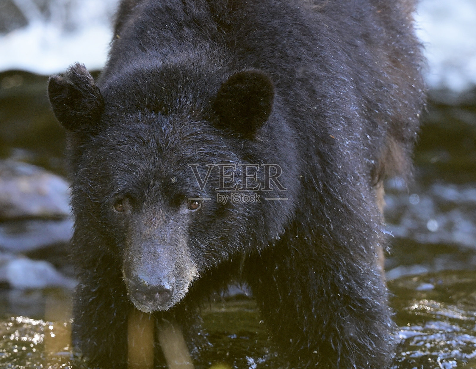 黑熊照片摄影图片