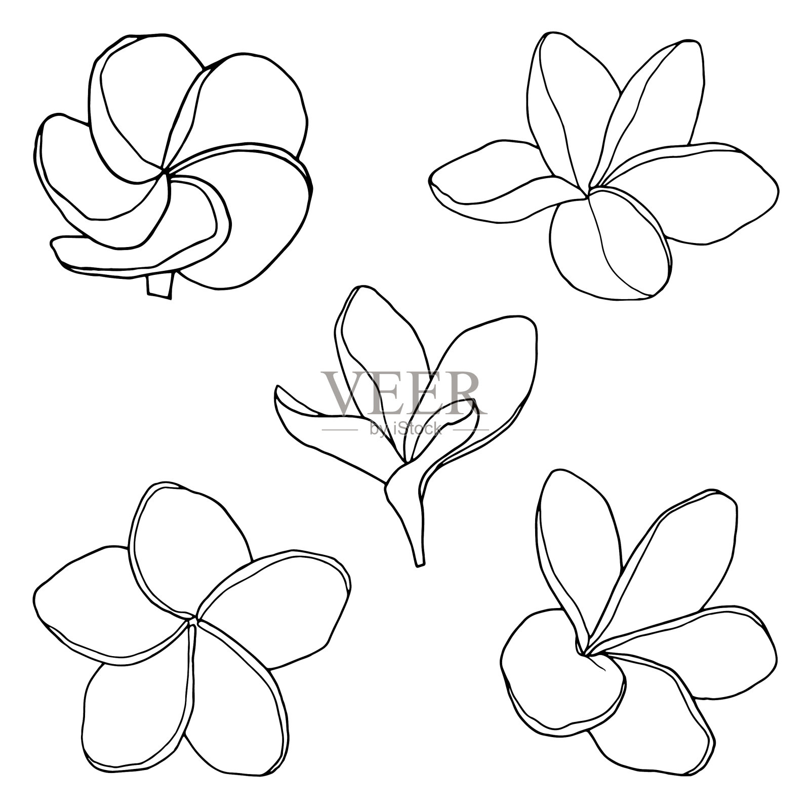 鸡蛋花手绘线条艺术套装插画图片素材