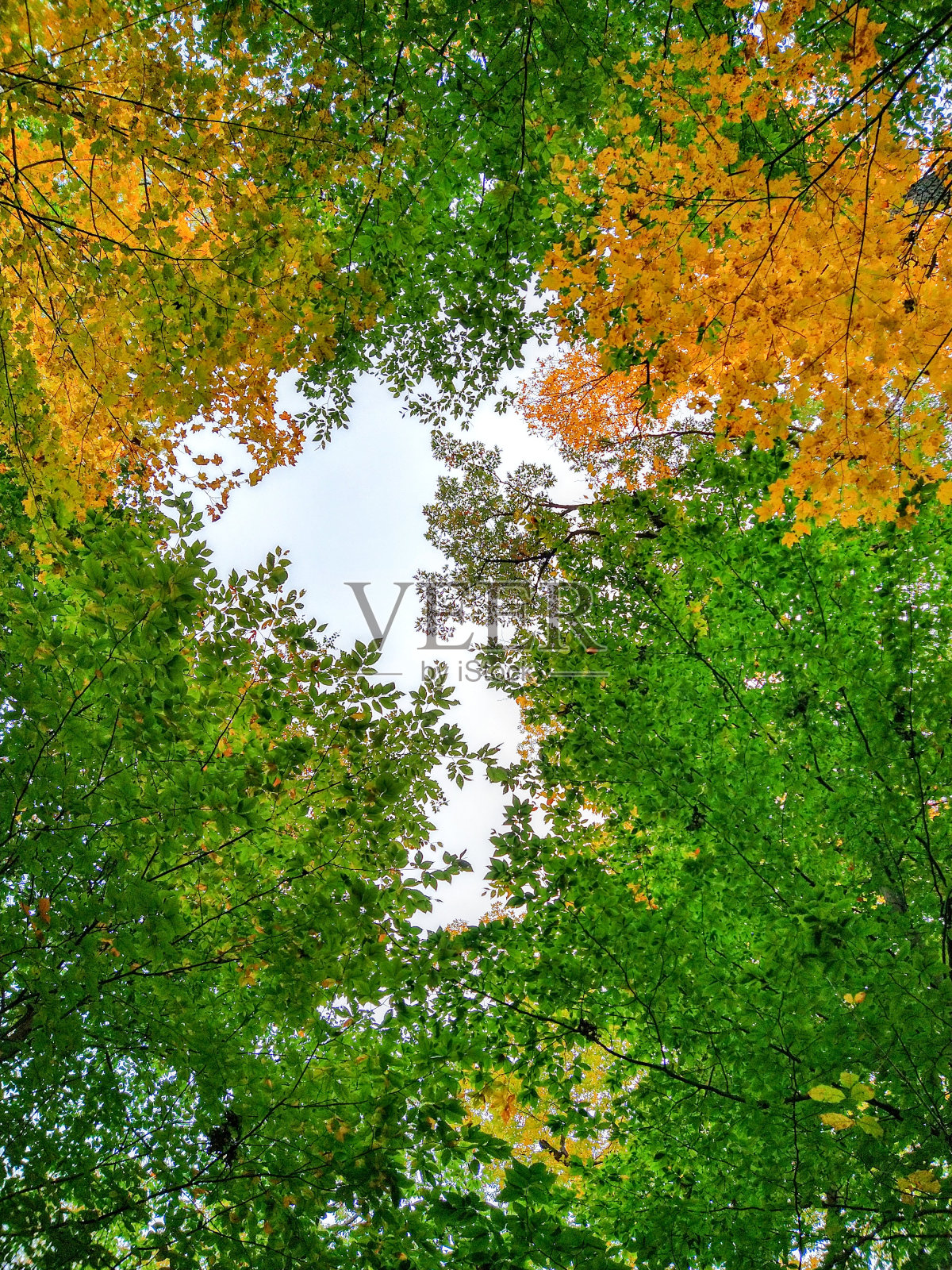 绿色和橙色秋叶冠层的间隙照片摄影图片