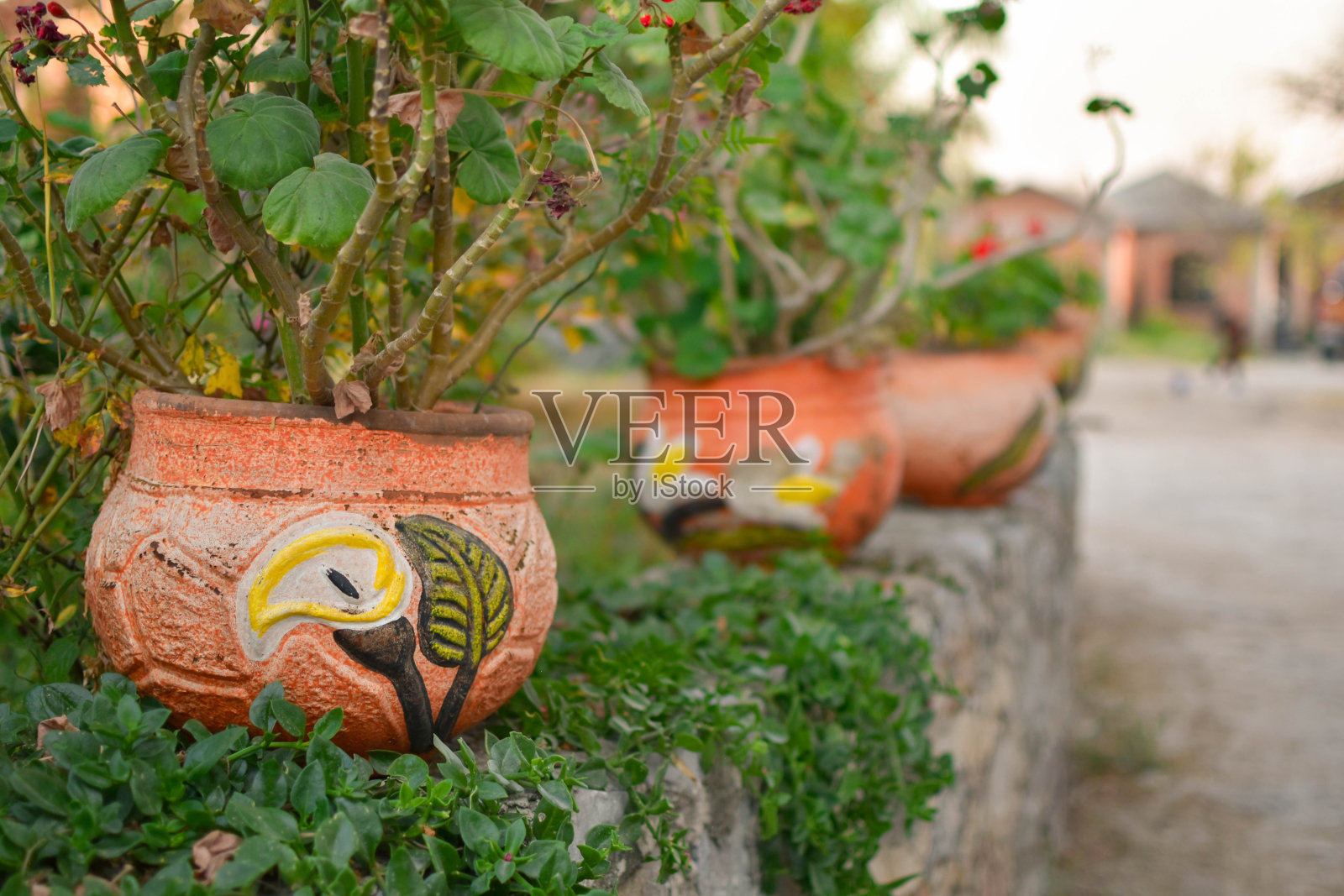 入口有花盆或走廊有植物照片摄影图片