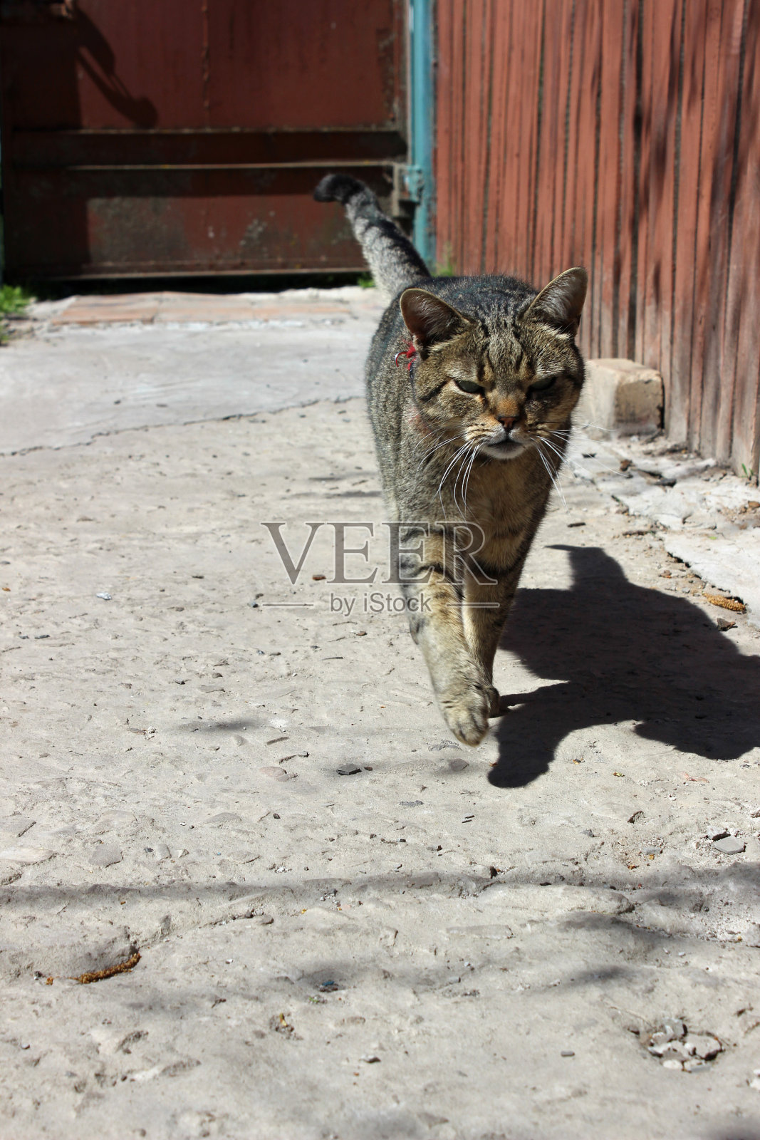 散步的猫。照片摄影图片