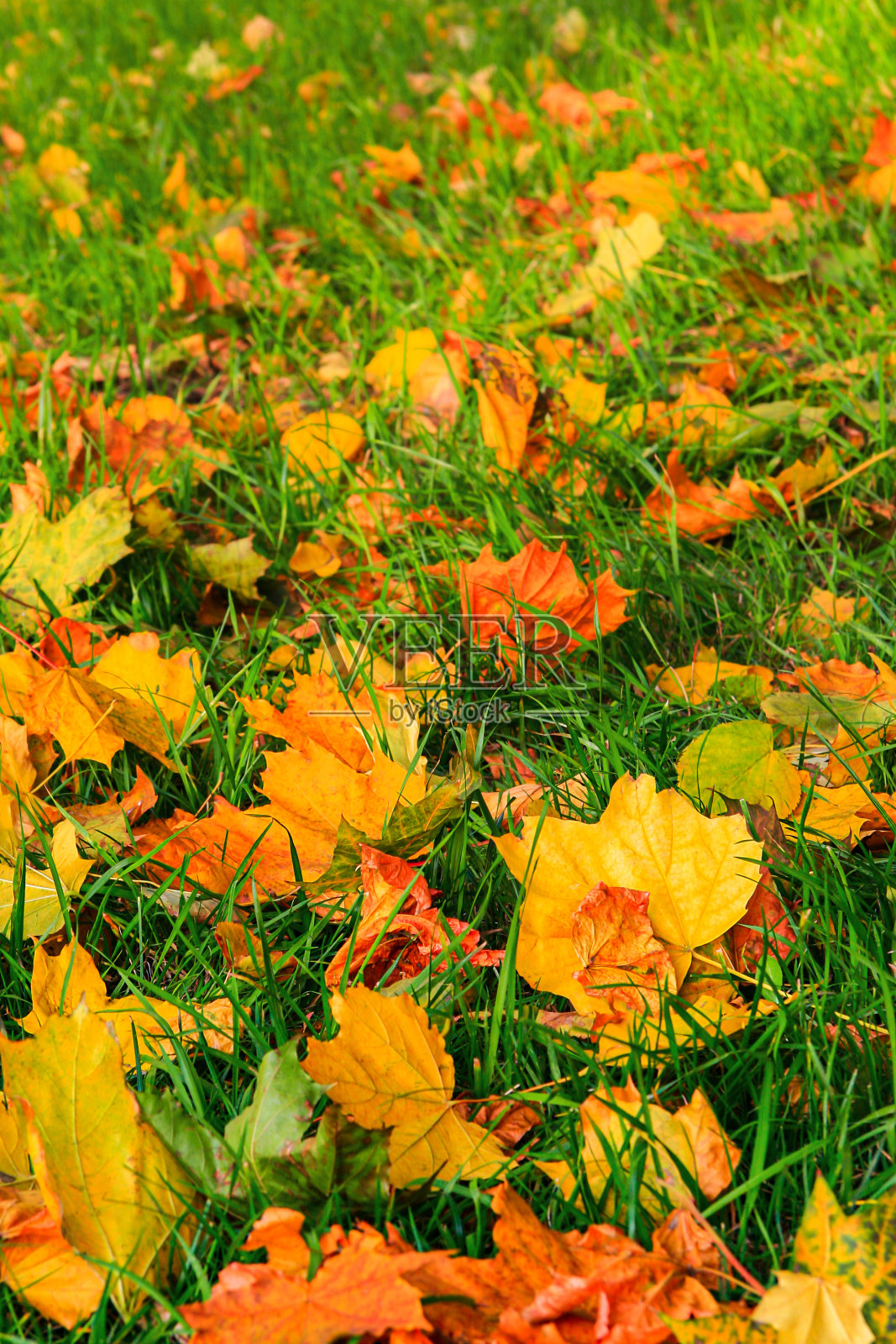 公园里绿草上的秋叶。阳光明媚的日子里落叶纷飞的秋景。色彩鲜艳的枫叶。照片摄影图片