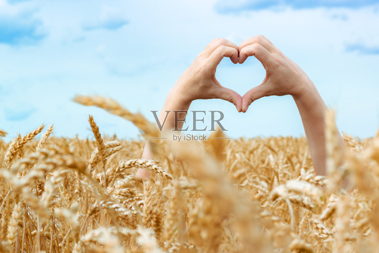女人用她的双手在金黄色的麦田和蓝色的天空上做心形符号照片摄影图片