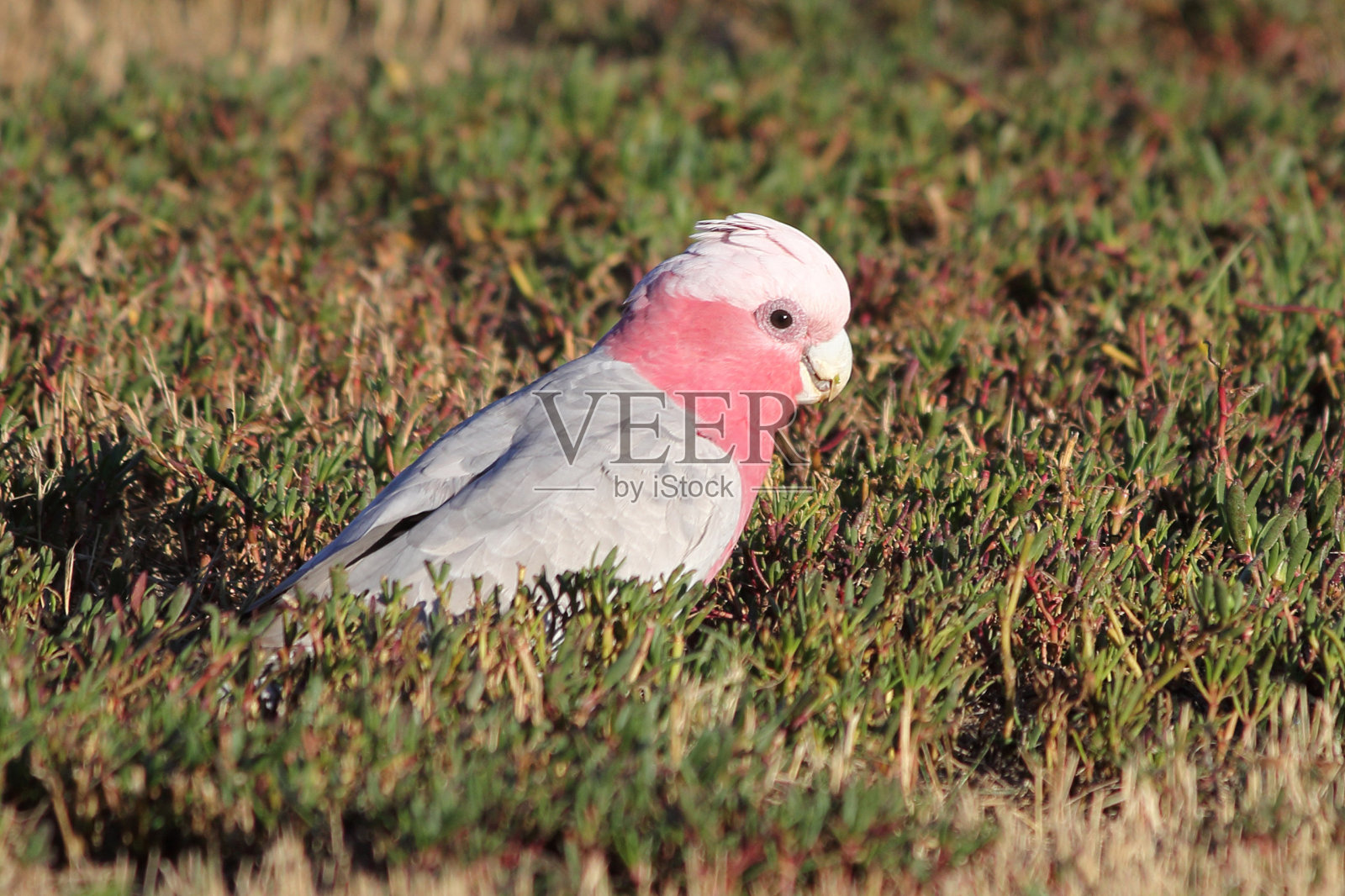 在澳大利亚，加拉鸟在地面上觅食照片摄影图片
