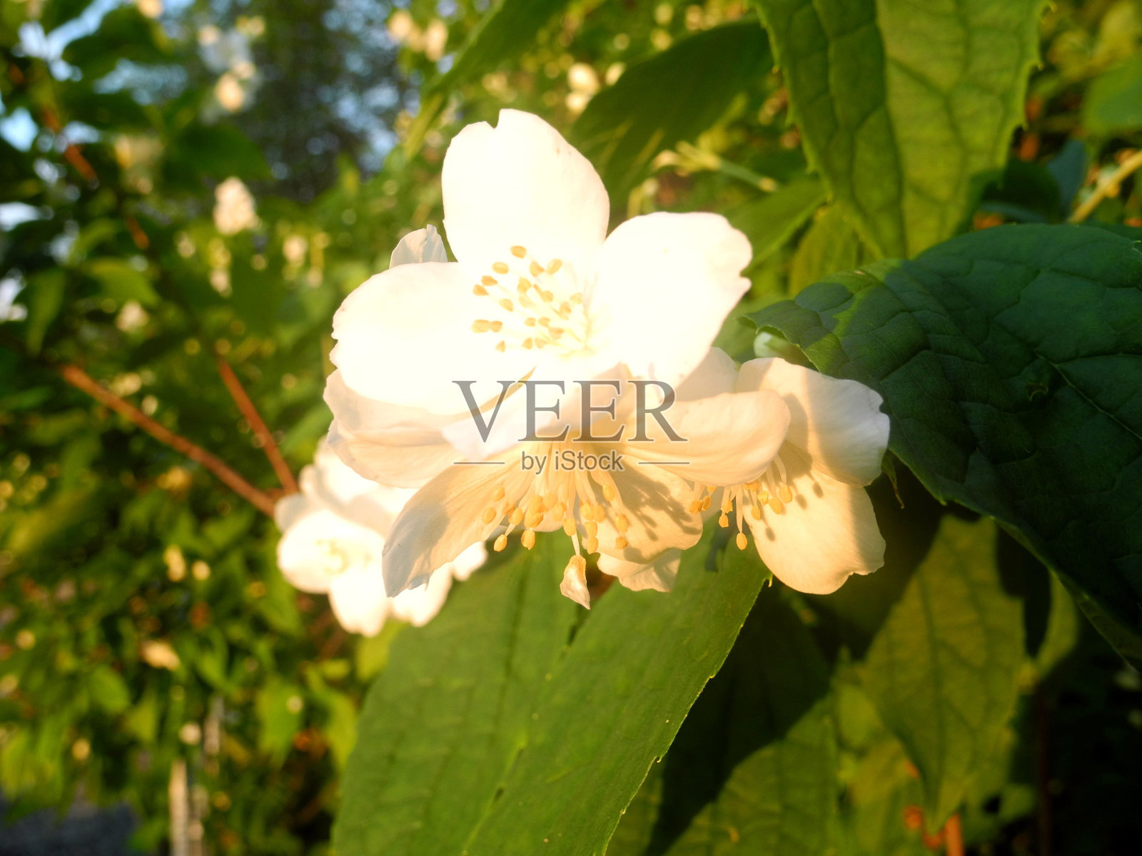 花园里有白色的茉莉花照片摄影图片