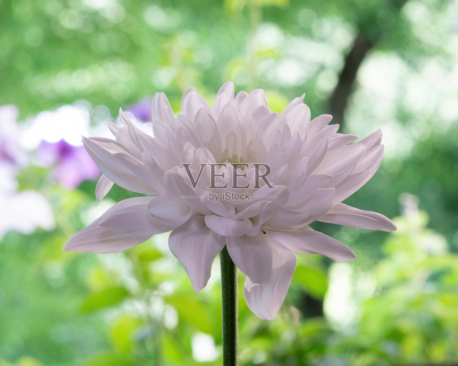 白色菊花花与绿色茎模糊的背景，自然拍摄。照片摄影图片