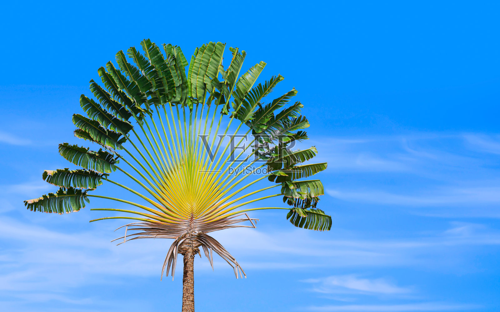 美丽的旅行者的棕榈树生长与模糊的蓝天背景照片摄影图片