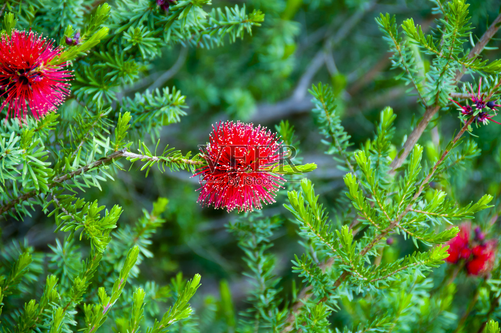 小约翰·布特布拉什照片摄影图片