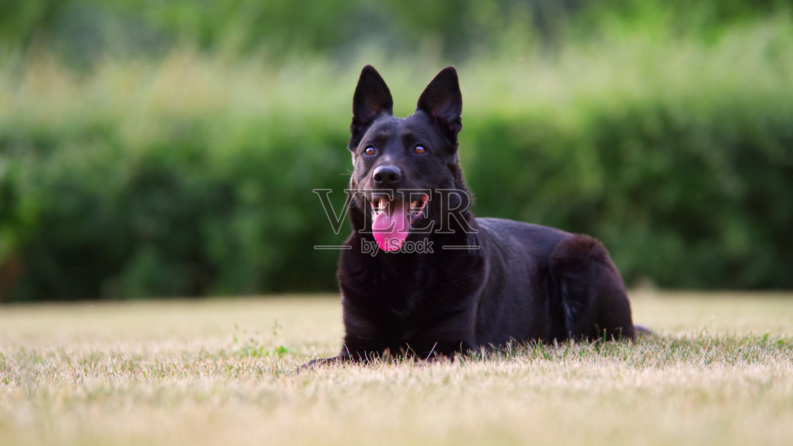 比利时牧羊犬坐在草坪上看向别处的特写照片摄影图片