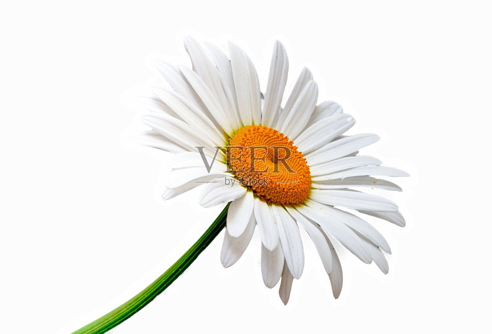 甘菊花生长在白色的背景照片摄影图片