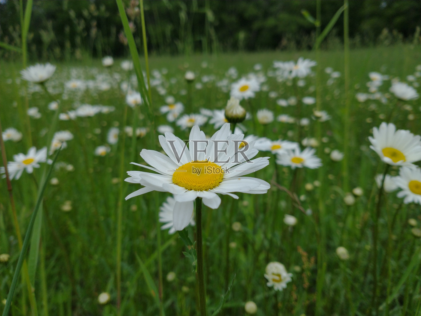 雏菊田的风景特写照片摄影图片