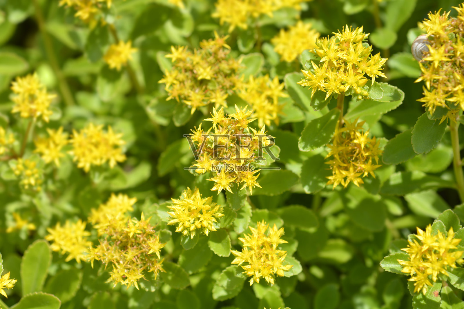 橙石作物wehenstephaner黄金照片摄影图片