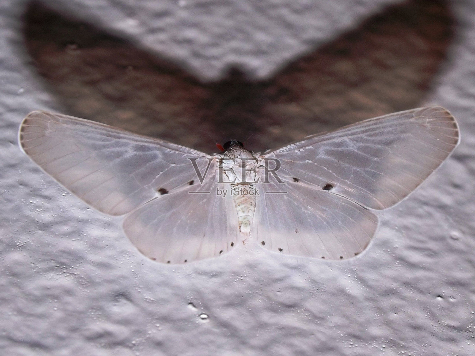 白草蛾照片摄影图片
