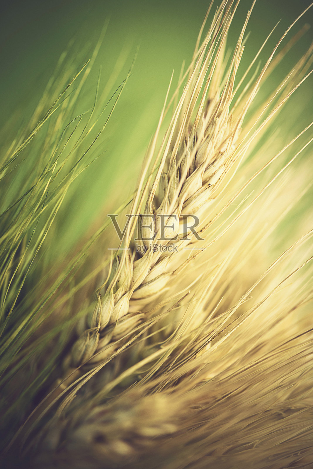 阳光下麦秆的秋天背景照片摄影图片