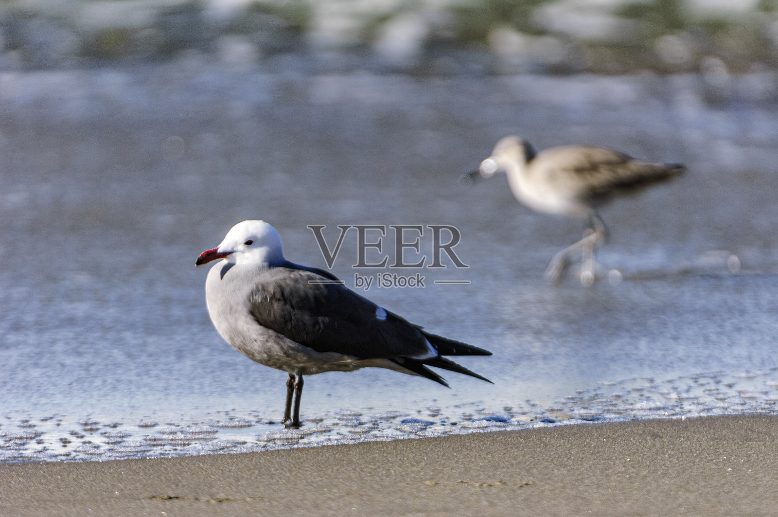 赫尔曼的海鸥站在冲浪的低角度视图照片摄影图片
