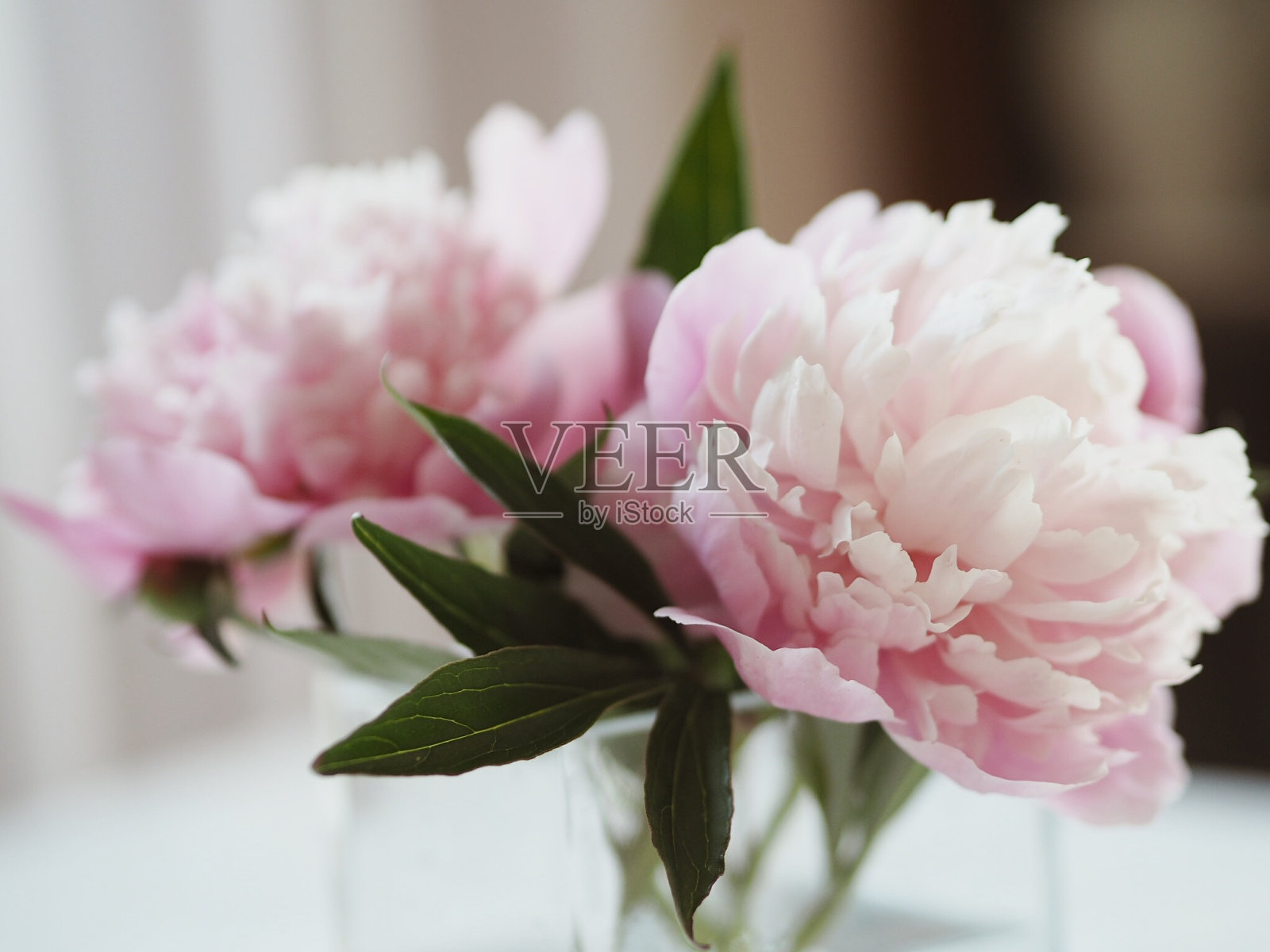 花照片摄影图片