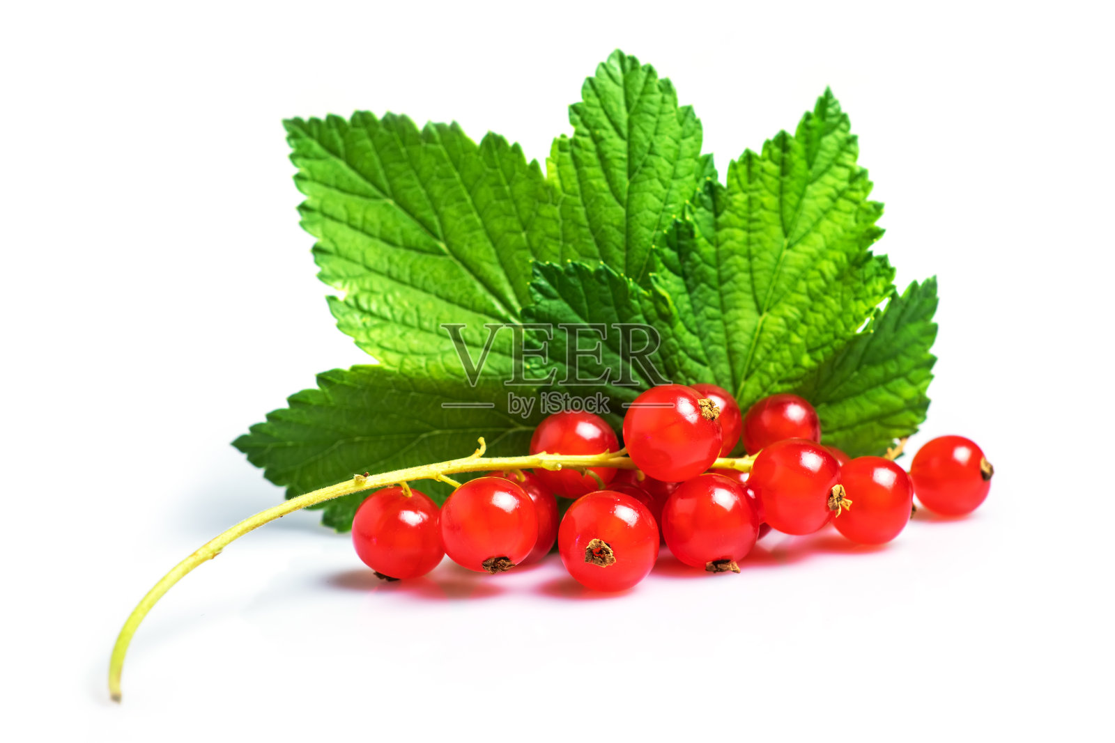 红醋栗，叶离生在白色表面照片摄影图片