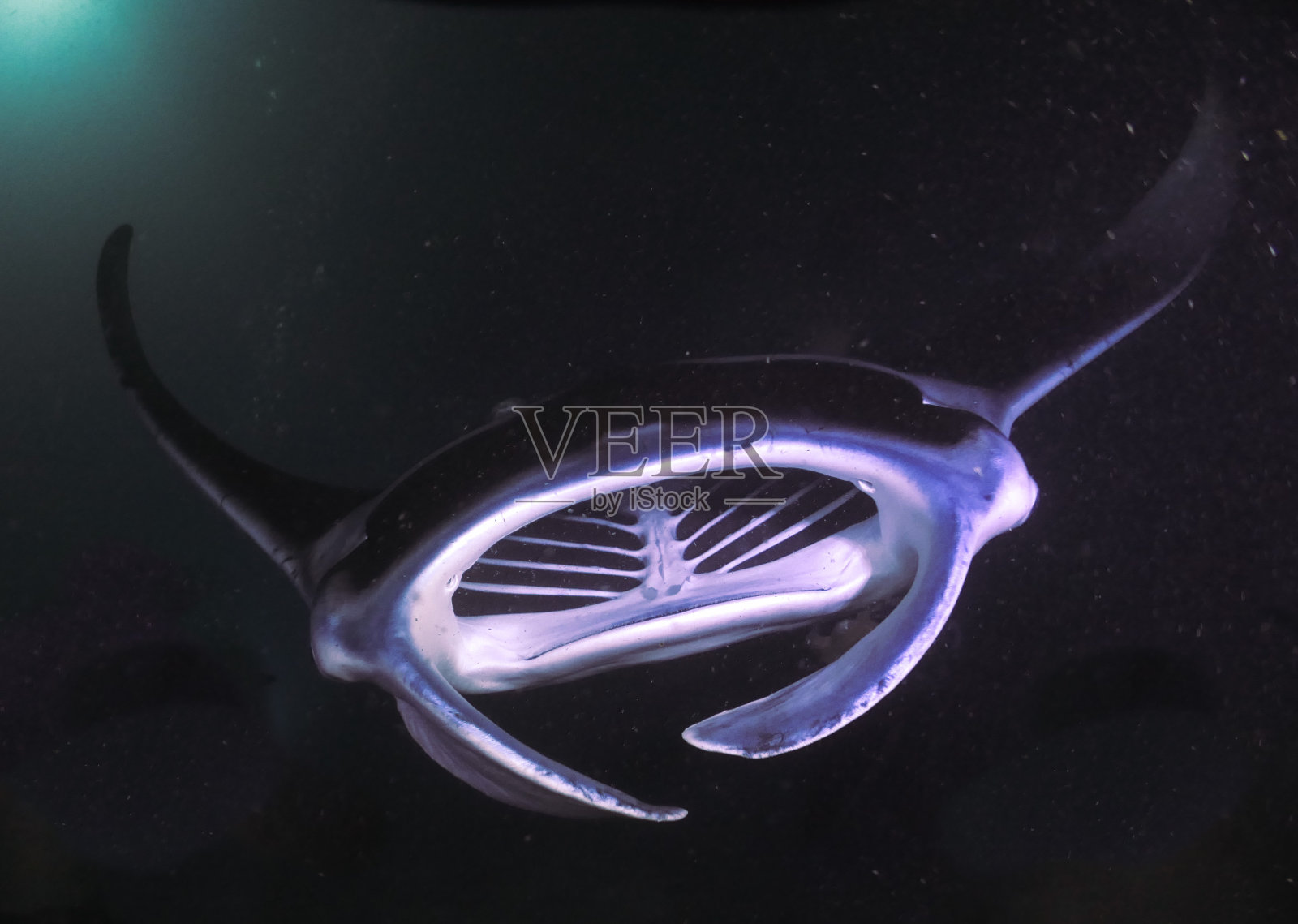 晚上的蝠鲼照片摄影图片