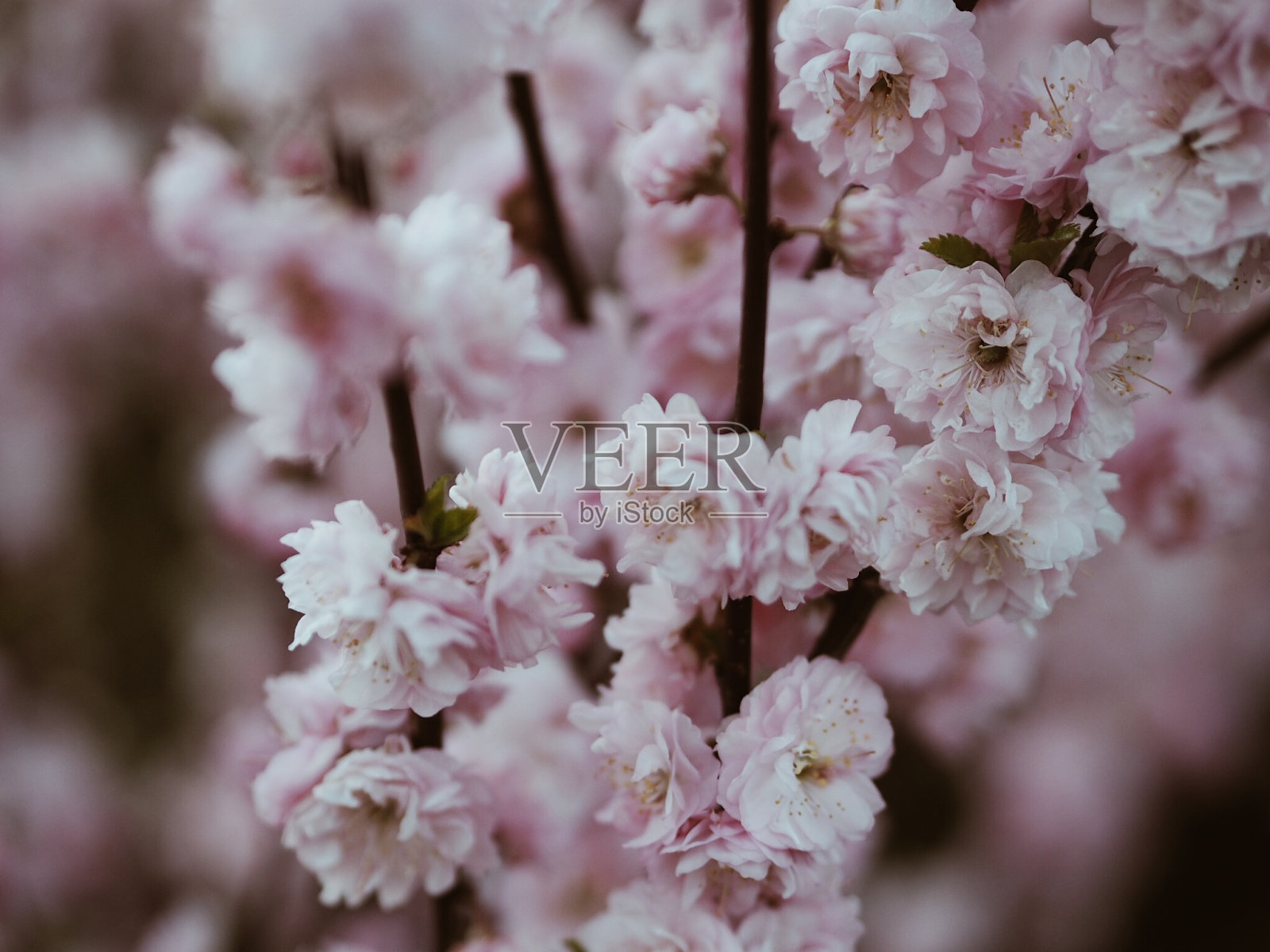 花照片摄影图片