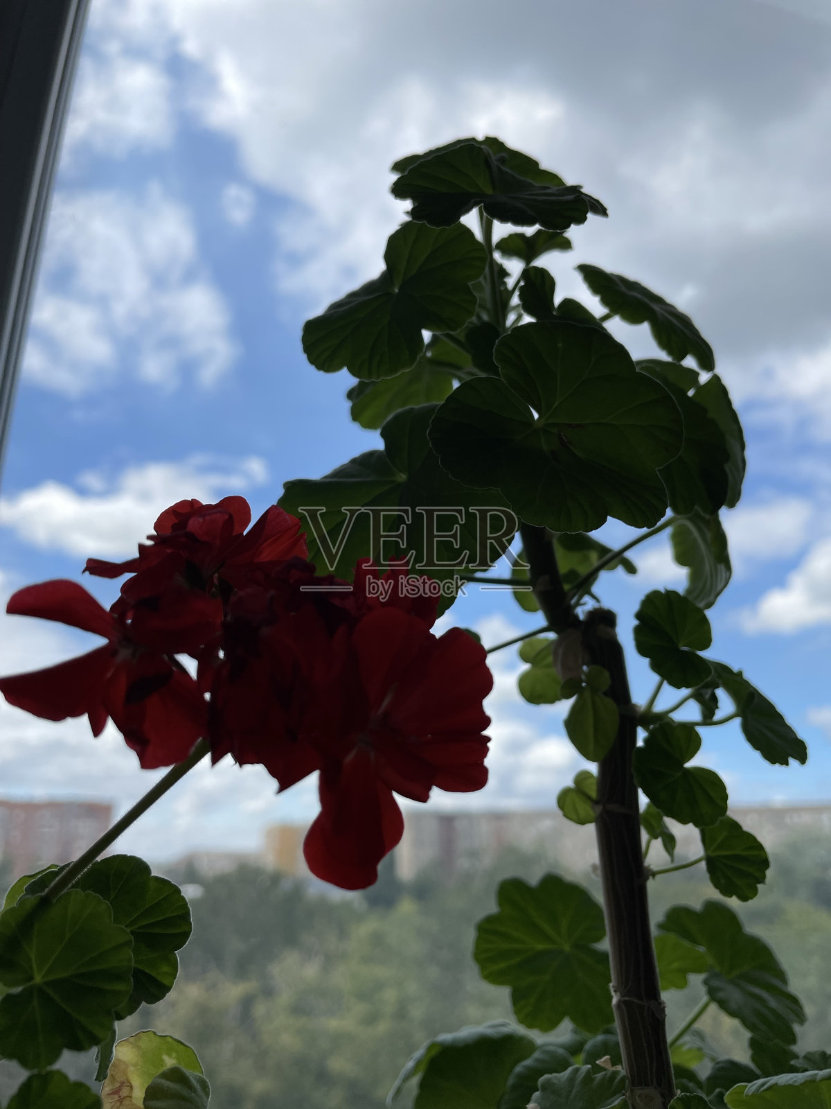 花照片摄影图片