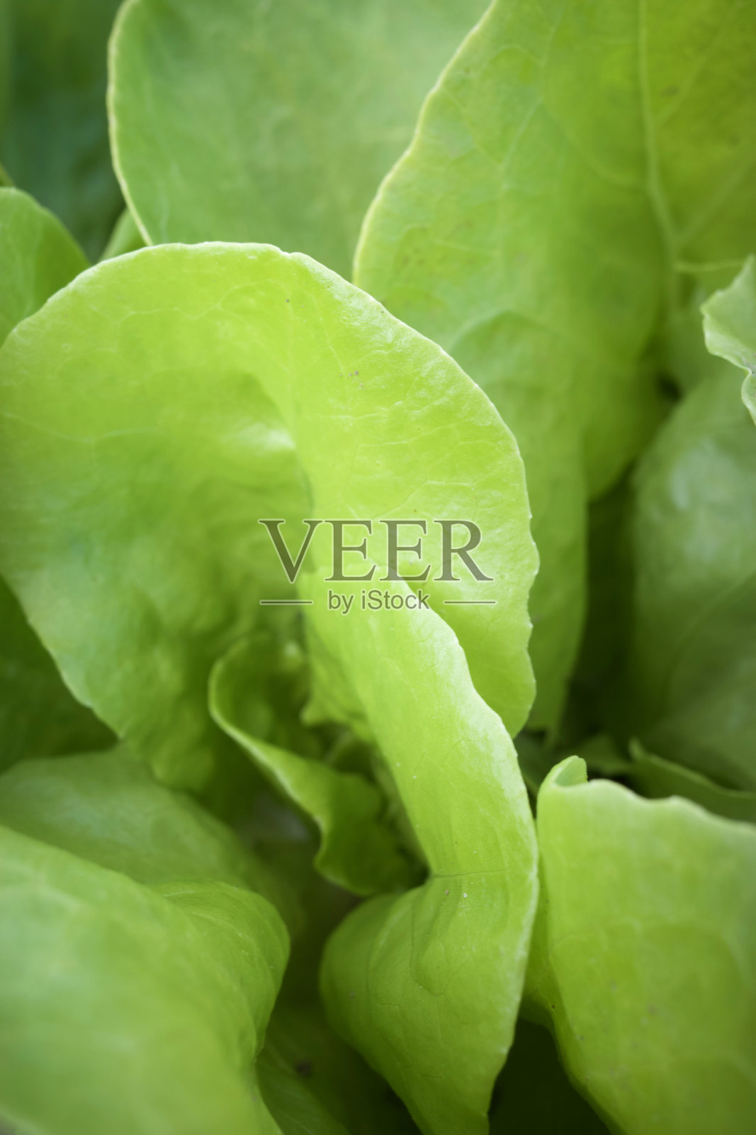 有机Butterhead莴苣图案照片摄影图片