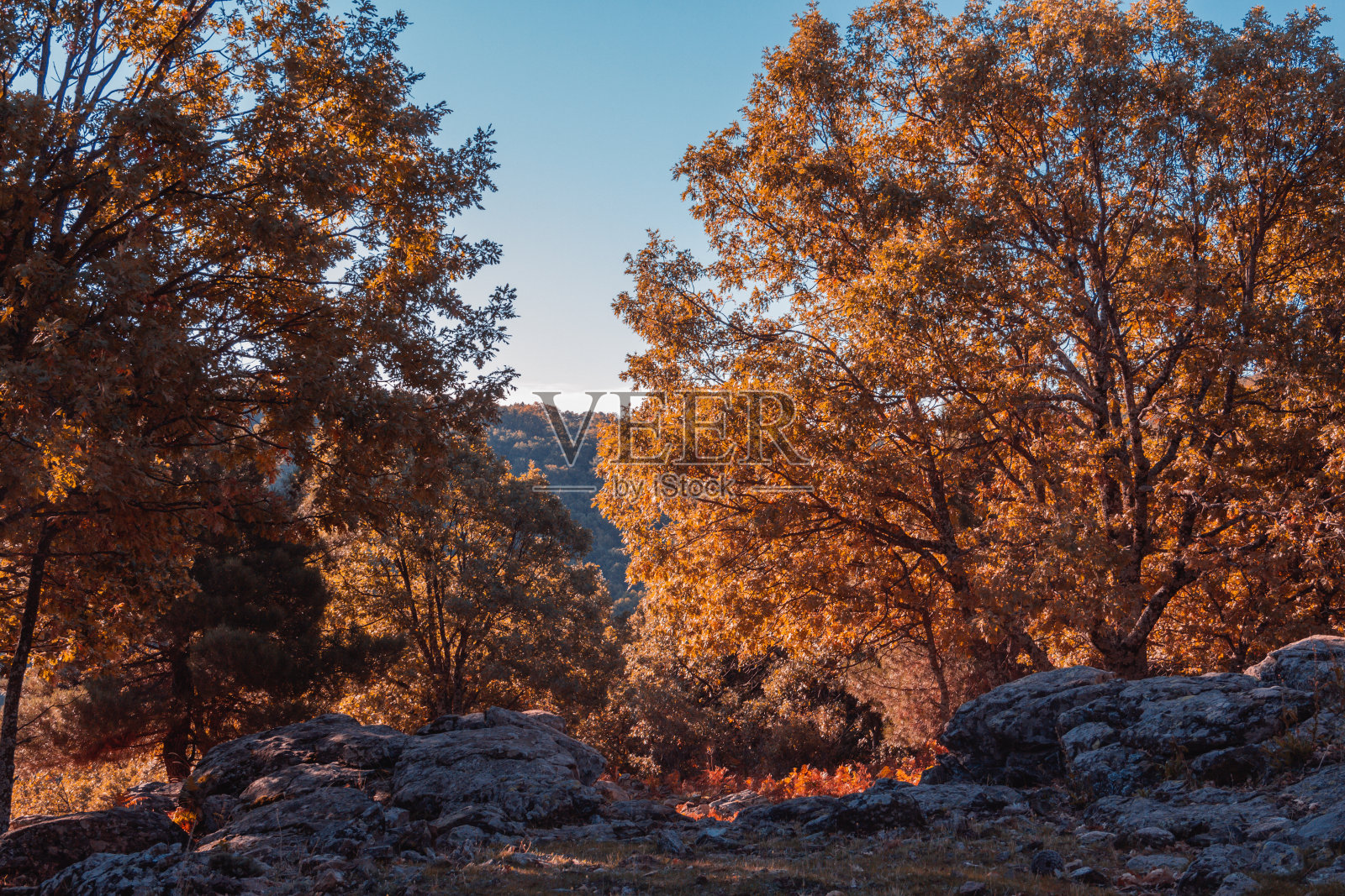 秋天的景观与金色的树叶在一个神奇的森林。有选择性的重点。照片摄影图片
