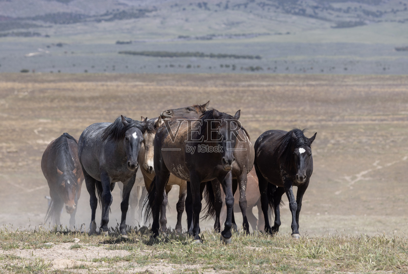 春天犹他州沙漠中的野马照片摄影图片